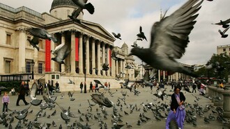 Bandada de palomas en Trafalgar Square, Londres