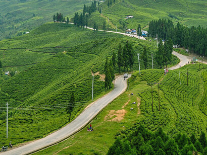 Tea plantations at Kanyam, Ilam District, Nepal