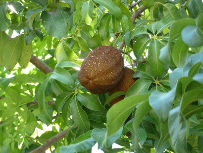 Cabosse di Cacao