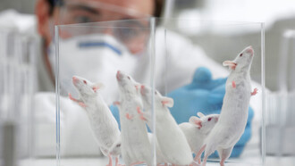 Ratas de laboratorio, observadas por un científico