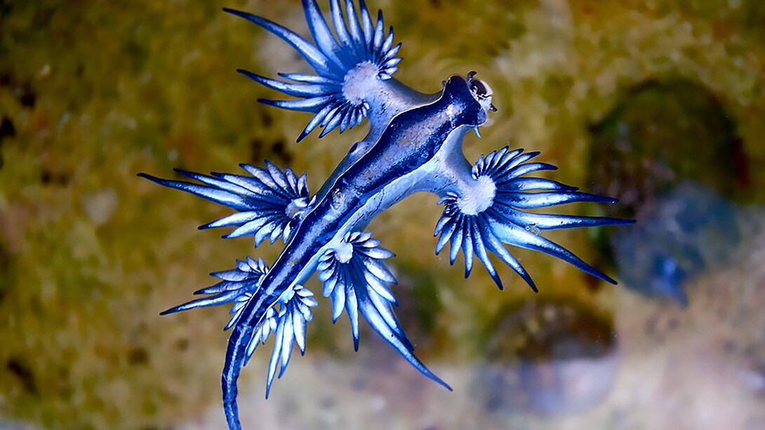The striking Blue Glaucus nudibranch, often called the Blue Sea Slug or Sea Swallow, displaying its vivid blue coloration underwate
