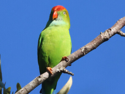 Sri Lanka Hanging-parrot at Hoffmann's Bungalow, Sri Lanka (c) Gehan de Silva Wijeyeratne