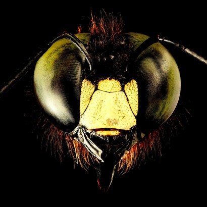 Insectos mortales