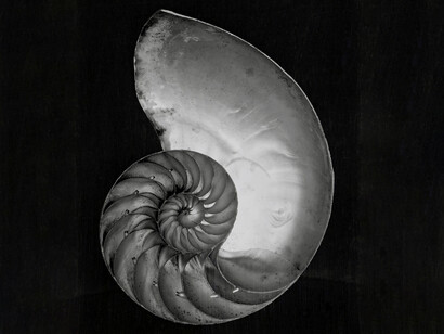 Nautilus