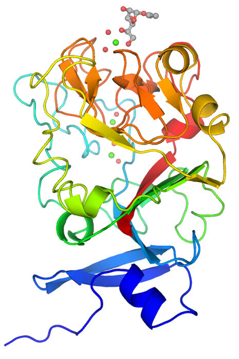 Structure monomérique de l'intellectine humaine liée à l'allyl-bêta-D-galactofuranose. La protéine est colorée en dégradé de bleu à rouge du N- au C-terminus. Les ions calcium sont en sphères vertes et les molécules d'eau coordonnées en sphères rouges, 25 février 2016