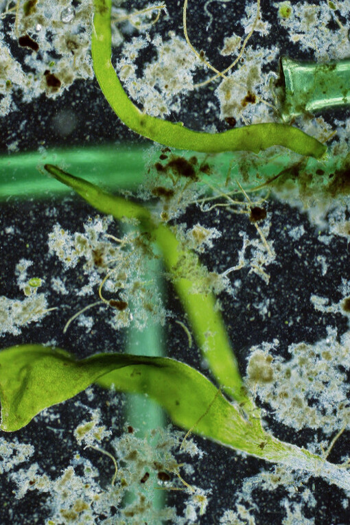 Navigating Polarities. Courtesy of Nome