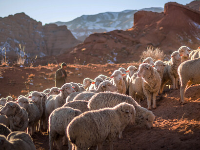 Mountain Family Farming  