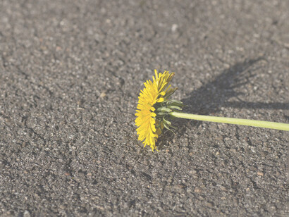 Fiore sull'asfalto. «E questa da dove esce fuori? E che hanno fatto una strada in tre giorni al lavoro sotto venti inches di neve e meno dieci gradi di temperatura? Ma è roba da uscir pazzi»