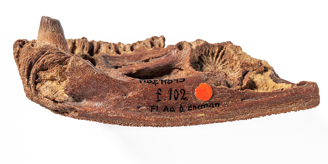 Fossile Fische und Amphibien. Courtesy of Museum für Naturkunde