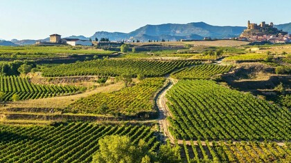 Rioja is one of the leading brands on the market with more than 15.000 vineyards and the largest stock of barrels in the world