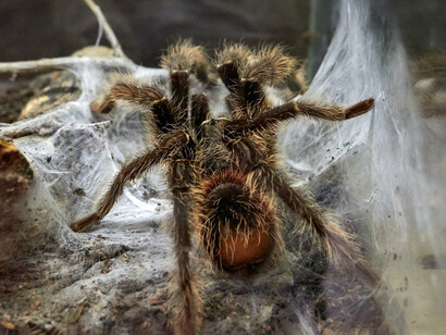 Una vez el Algoritmo ha absorbido todo cuanto tenían que dar, una vez que los datos y las tendencias matemáticamente calculadas señalan a algún creador como indigno, este individuo es automáticamente sustituido por otro