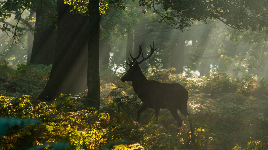 Sam Rowley, Radiant Deer (detail), photography, 60 x 40 cm

