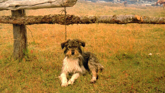 Perro ovejero fueguino