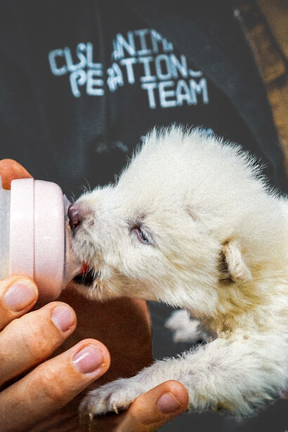 El lobo gigante reimaginado por Colossal no es un clon exacto, sino un híbrido creado mediante modificaciones genéticas del lobo gris. Fotografía de Colossal