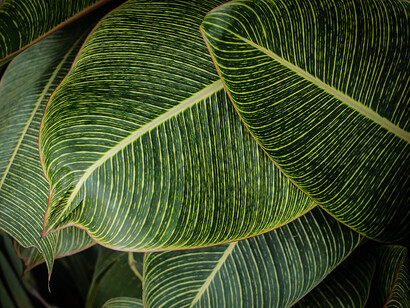 Plantes et nature. Les plantes représentent aujourd’hui une sorte de dernier garde-fou de la Nature