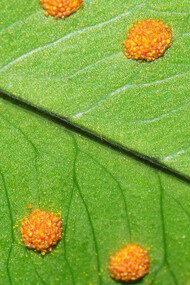 Esporas de «Polypodium leucotomos»
