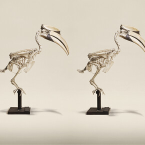 Jim Naughten, Great Indian Hornbill (Buceros Bicornis), Horniman Museum and Gardens (c) Jim Naughten