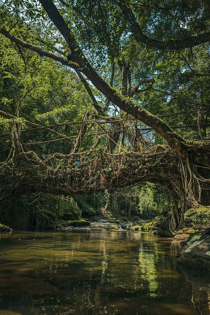 Ancient living root bridge hidden within the lush green sacred forests of Meghalaya, India