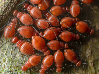 Os bichos travam uma batalha silenciosa contra nossa decência