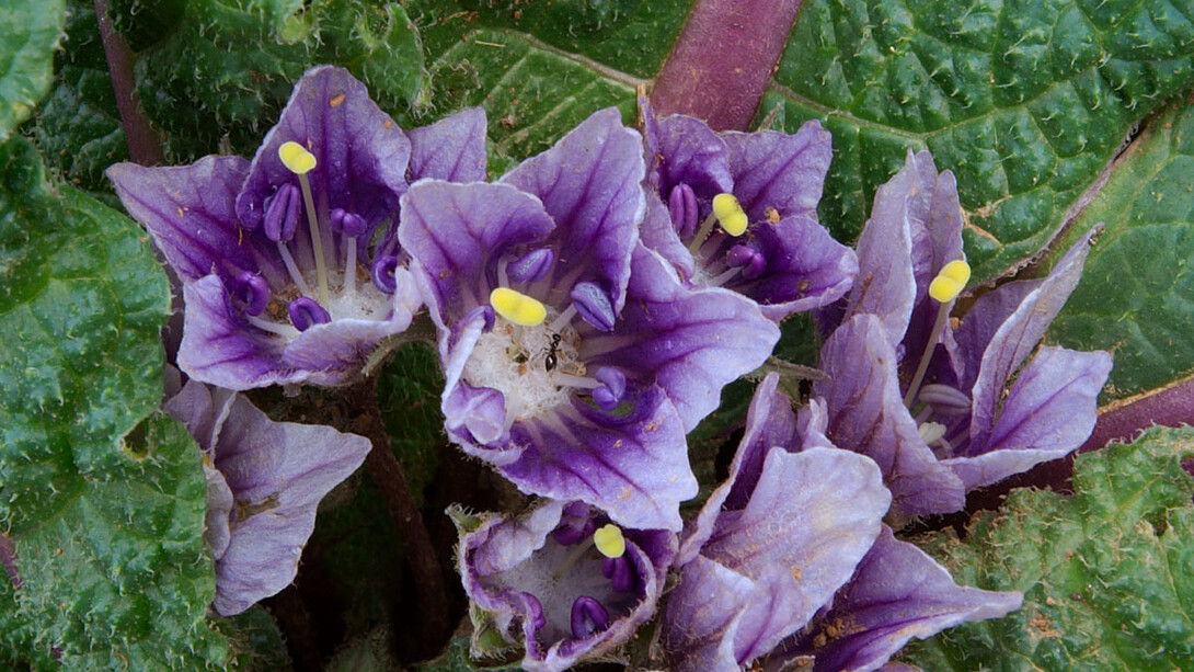Mandragora in fiore