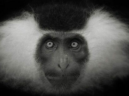 Un esemplare di Colobo orsino: le iniquità creano competizione negativa e la perdita di uno dei comportamenti più importanti, cioè la cooperazione sociale