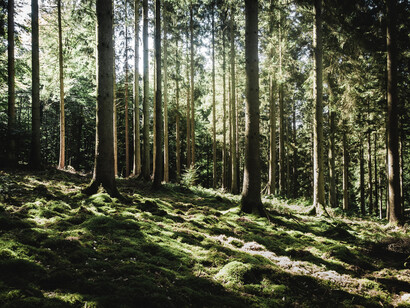 Il potere benefico degli alberi