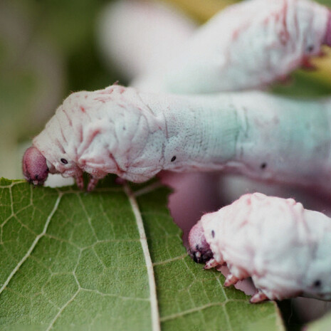 En 1853, la sériciculture française fournit 10% de la production mondiale avec 26 000 tonnes de cocons par an
