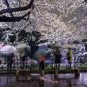 Hanami #5, Chidorigafuchi, Thursday April 3rd, 2014, Tokyo (TV14605), 2014 ©Matthew Pillsbury / Courtesy of Benrubi Gallery, NYC
