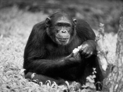 Gli scimpanzé, una volta che le foglie di una pianta vengono individuate, non le ingoiano seduta stante