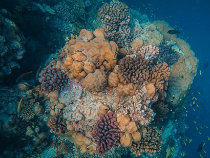 A vibrant coral reef teems with life, its balance maintained in part by herbivorous fish like the manini