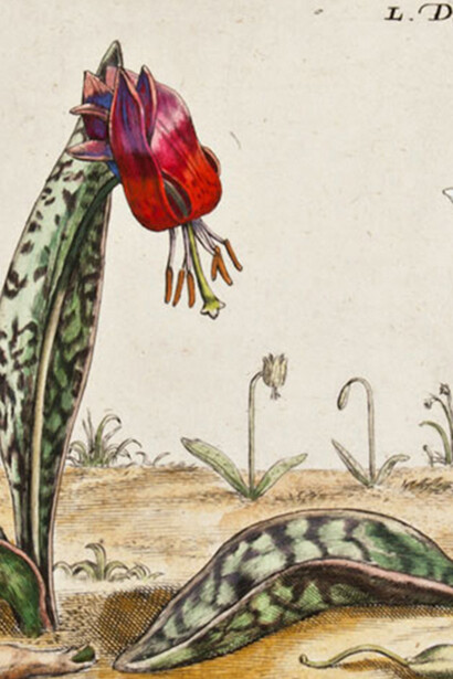 Hortus floridus di Crispijn van de Passe