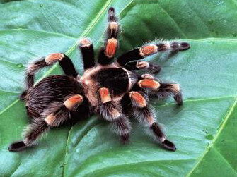 Virtual Insect Hall. Courtesy of Royal Belgian Institute of Natural Sciences