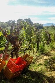 Vineyards in Tuscany