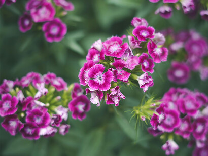 Paesaggi floreali e profumi avvolgenti della primavera