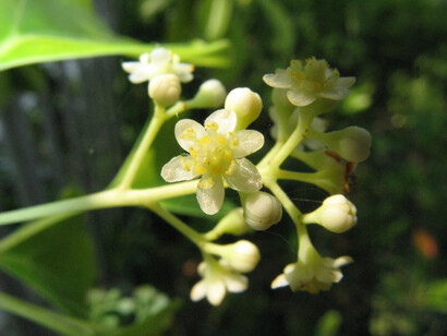 Fiori di Ravintsara (Cynnamomum camphora)