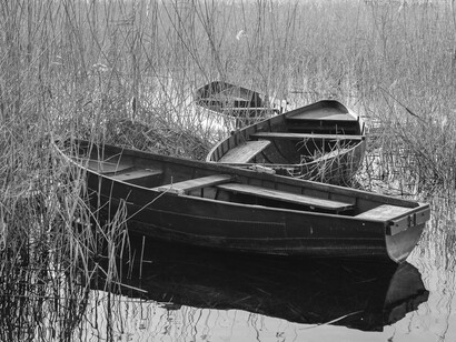Wooden boats amidst the bulrushes