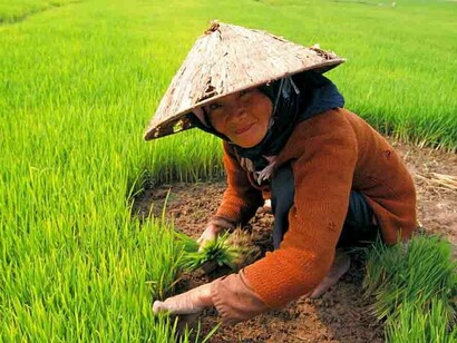 Old woman working in rice field, Vietnam