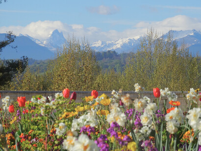 Le Pic d'Ossau vu du boulevard des Pyrénées à Pau, au premier plan un bosquet de fleurs