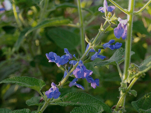 La betonica, equivalente in italiano della Salvia urica