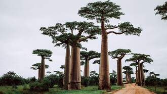 Madagascar y buena parte de África están entre los ecosistemas en mayor riesgo 