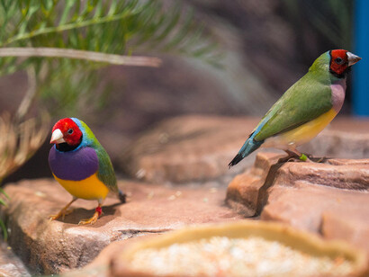 Color of Life. Courtesy of California Academy of Sciences