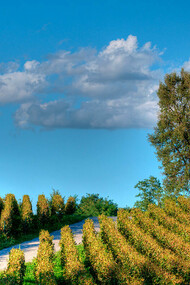La Franciacorta