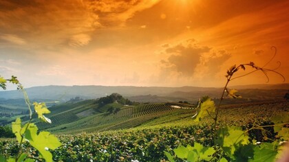 Vista di un vigneto al tramonto