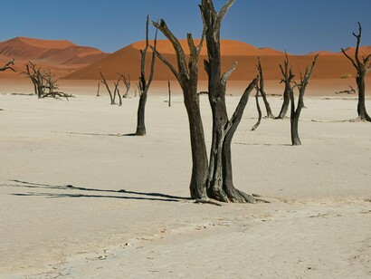 A COP30, que deveria ser um marco na reconstrução do nosso pacto com a Terra, corre o risco de ser mais um palco de retórica estéril



