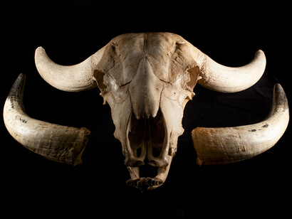 Buffalo skull