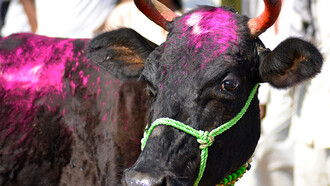 Una mucca dipinta di rosa al mercato del bestiame