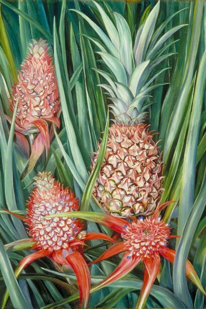 Marianne North, *Wild pineapple in flower and fruit*, Borneo, 1876  