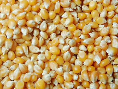 El monocultivo de maíz es una de las grandes amenazas a la diversidad alimentaria
