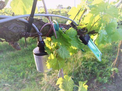 Innovaciones tecnológicos en la viticultura de los viñedos italianos