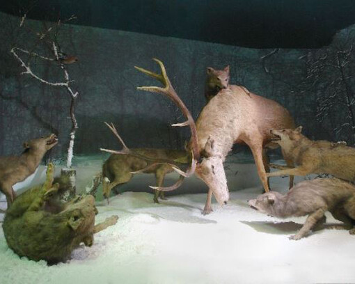 Stag attacked by wolves. Courtesy of Grigore Antipa National Museum of Natural History
